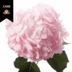 Hydrangea Pink(25case)rfi sups
