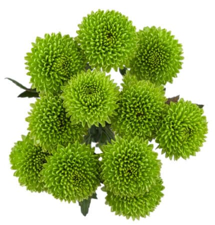 Pom Button Wazowski rio