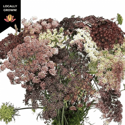 Lace Ammi Dara cramer