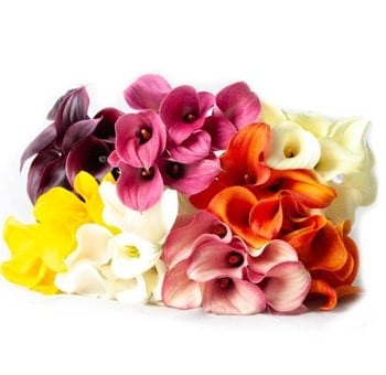 Calla Mix Yell./Blk(5bu)