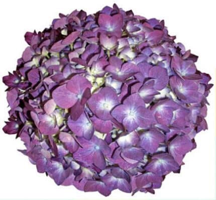 Hydrangea ElitePurple(st)hydra