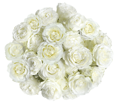 RoseSpray Dreamer fresca