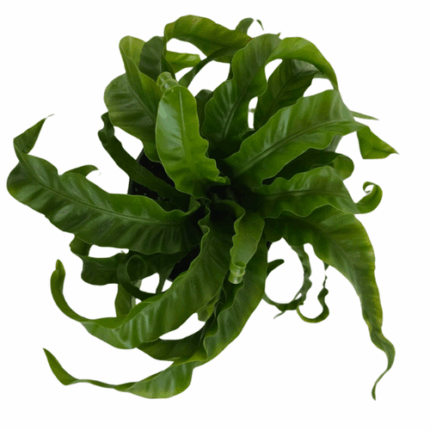 6" Hurricane Birds Nest Fern