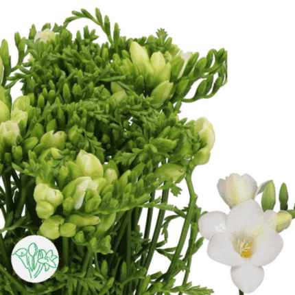 Freesia Corvette holl