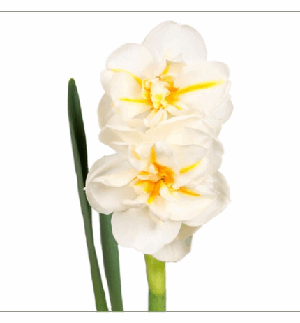 Daffodil Abba holl
