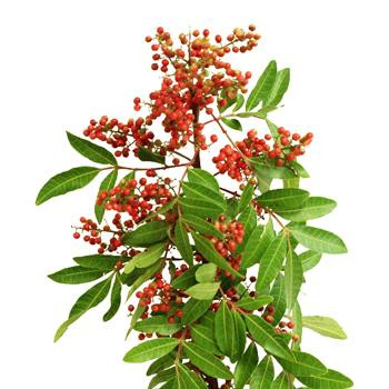 Pepperberry Upright  tutuli