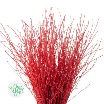 Betula Pendula Red holl