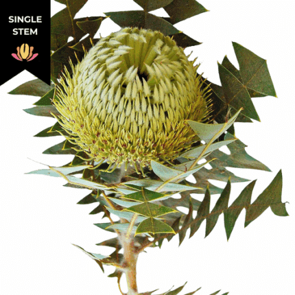 Protea Banksia Lime mellano(ST