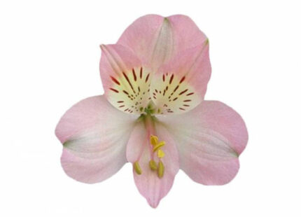 Alstro. Dubai supsel rio(pink)