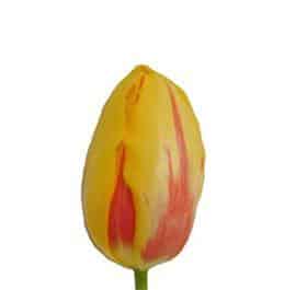 Tulip FRENCH la courtine sv