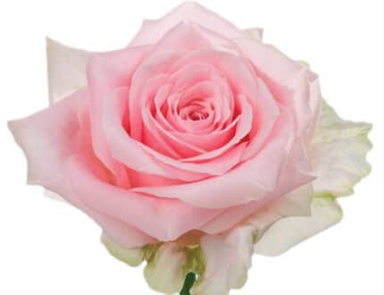 Rose Sweet Dolomiti 50cm priv