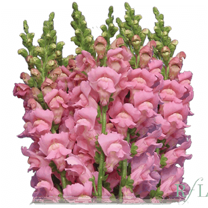 Snapdragon  Med. Lt Pk can.