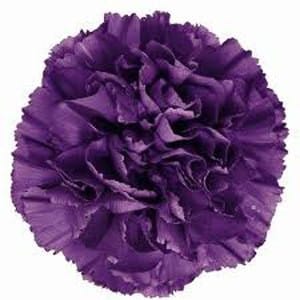 Carn. Fancy Purple bmark