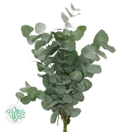 Eucalyptus Cinerea GROOT