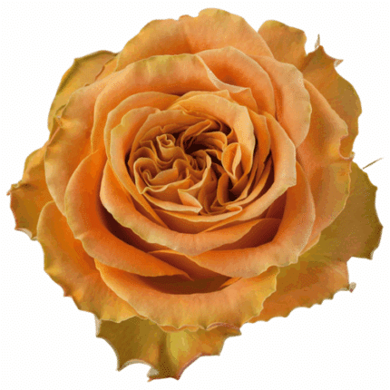 Rose CopperKiss 50cm rprima