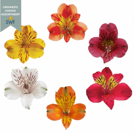 Alstro Asst Fall(10case)gdn