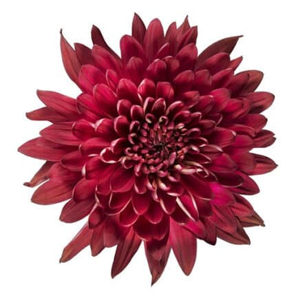 Mum Disbud Testarossa Red gdns