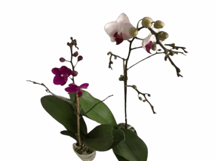 3.5" PHALAENOPSIS ORCHID