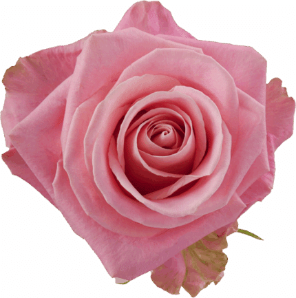 Rose Hermosa 50cm Toscana - R HER 50 TOS
