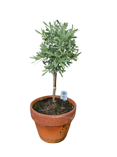 5" Lavender Std in Clay