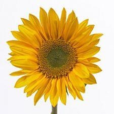 Sunflowers GreenEye v.d.