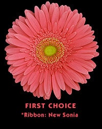 Gerber first choice canada