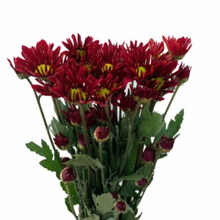 Pom Daisy Chile Red gdn