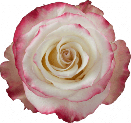 Rose Sweetness 70cm rprima.
