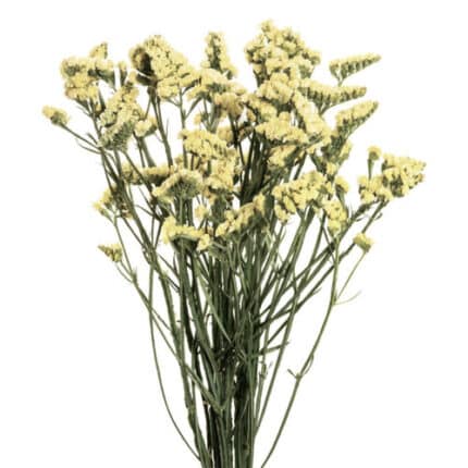 Statice Carnival Yellow valleflor