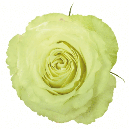 Rose Lemonade 70cm Rprima