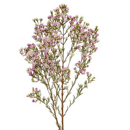 b3c5a454-3631-4dad-bce8-95ba7a606c4b.jpg Waxflower Juriensbrook fbi - Image 1