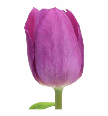 Tulip Bright Purple holl ss dm