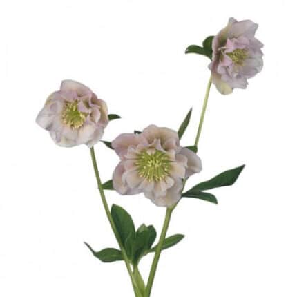 Helleborus Double Ellen Pink chile