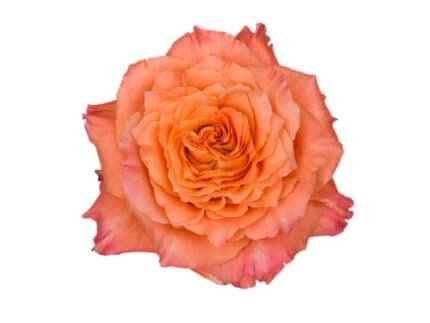 Rose Free Spirit 40cm fl. comp