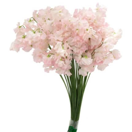 Sweet Pea Pastel Pink holl