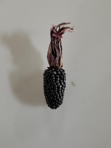 Indian Corn Mays Black Night h