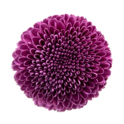 Mum Disbud Button Purple cont