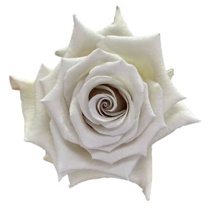 Rose Silver Sand 50cm florecal