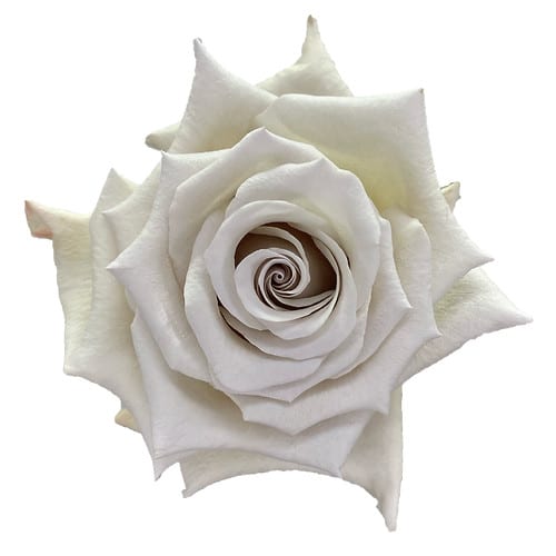 b3de1136-f24e-43ec-add7-91e20636de3c.jpg Rose Silver Sand 50cm florecal - Image 1
