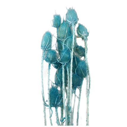 Cardo Palustre Tiffany holl