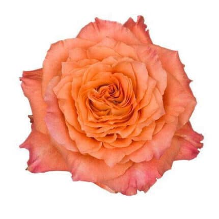 Rose Free Spirit 40cm flower c