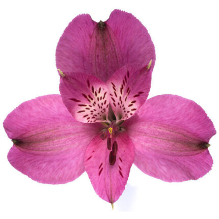 Alstro Helena bmark sel purple