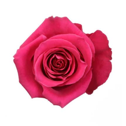 Rose High& Mora 60cm rprima
