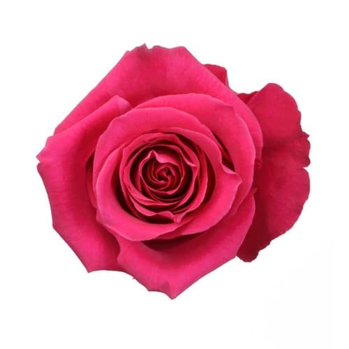 b3f056c2-7e6f-4339-a939-69760ec1b58c.jpg Rose High& Mora 60cm rprima - Image 1