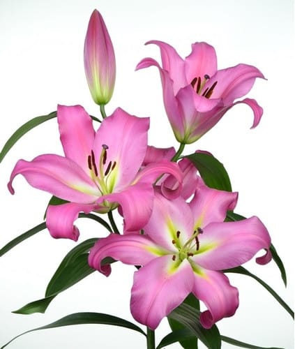 Lily Maldano sande(pink)