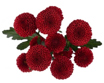 Pom Button Tarapaca Red SOLE