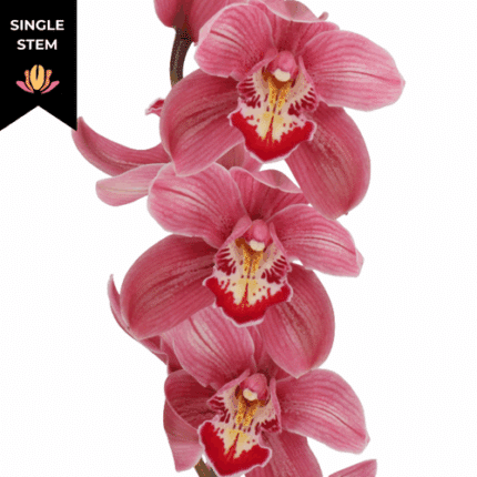 Cymbidium Mrs Pauline holl