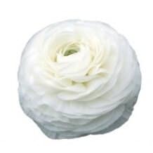 Ranunculus Clooney Firenze chl