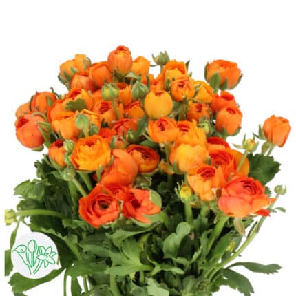 Ranunculus Orange holl