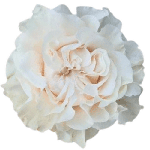 b418be6c-cbb8-4f70-9973-54bb0c2df122.png Rose Cotten Expression 60cm rp - Image 1